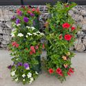 Bild von Wandhangers stek Calibrachoa divers